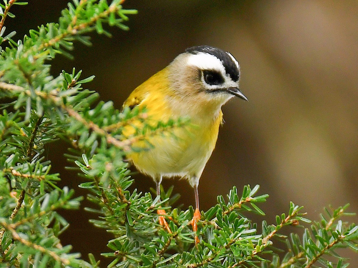 Flamecrest - ML645809682