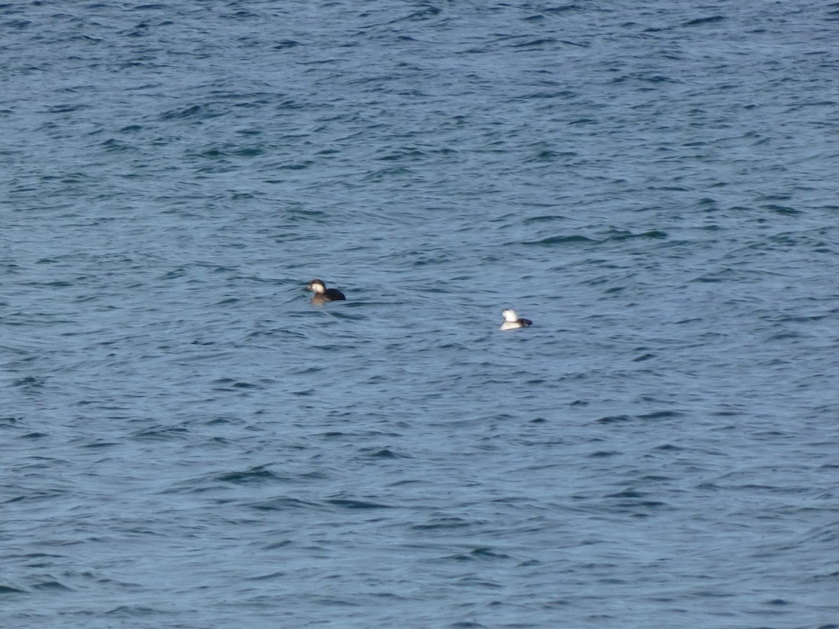 turpan žlutozobý - ML645809689