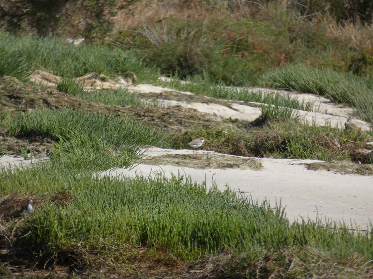 Red-capped Plover - ML645809694