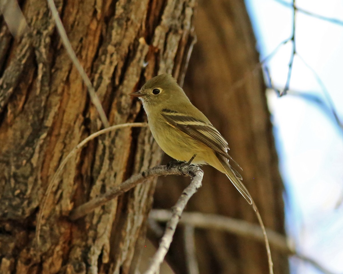 Hammond's Flycatcher - ML645809703