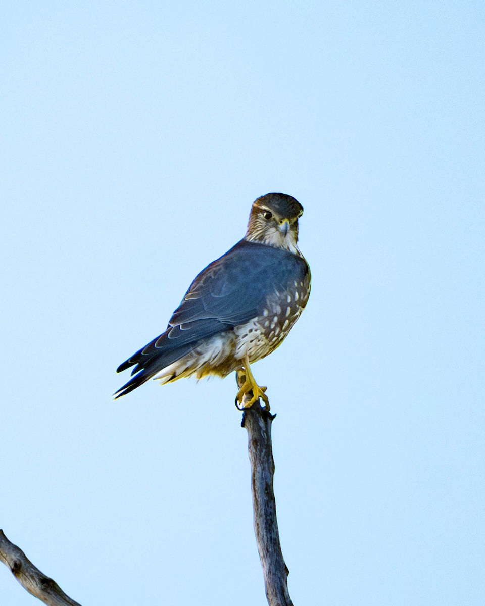 dřemlík tundrový - ML645809704