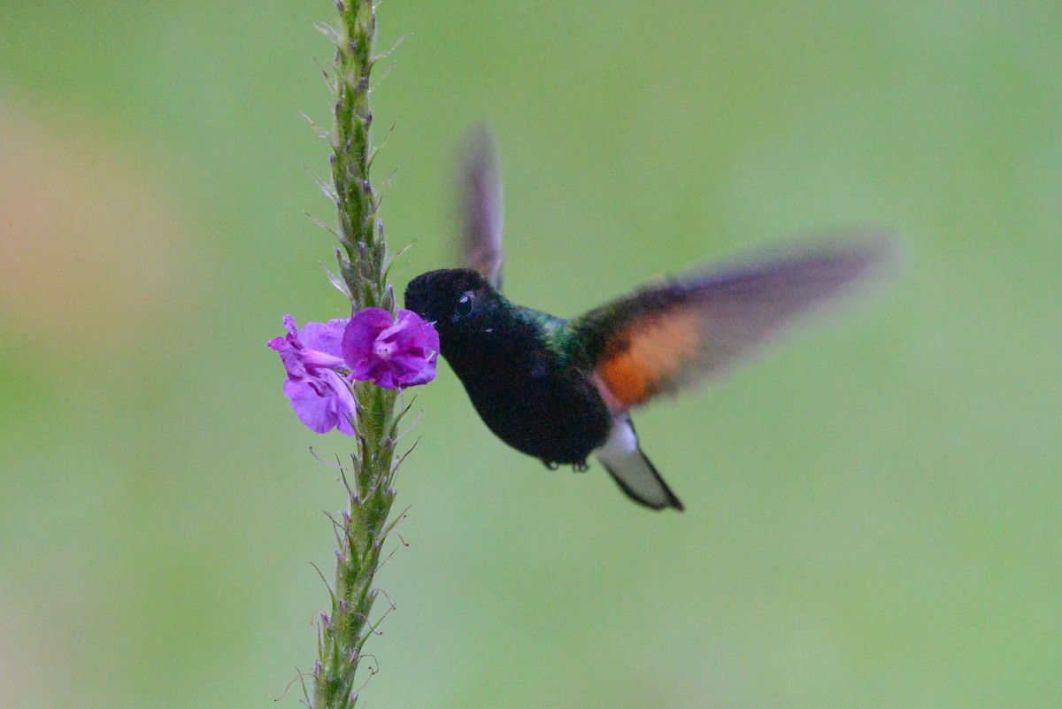 Black-bellied Hummingbird - ML645809724