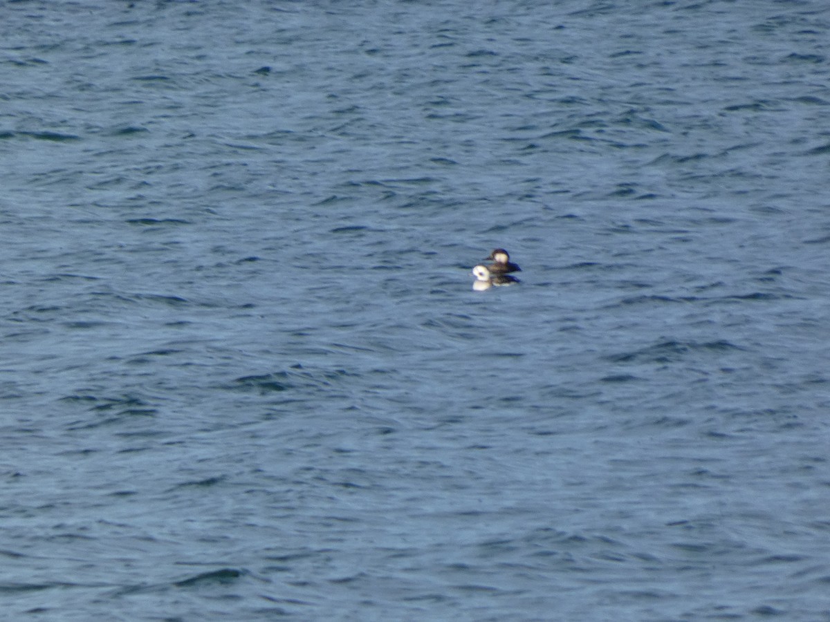 turpan žlutozobý - ML645809728