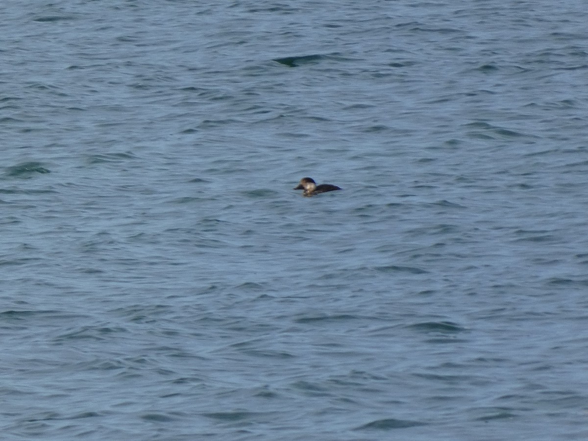 turpan žlutozobý - ML645809731