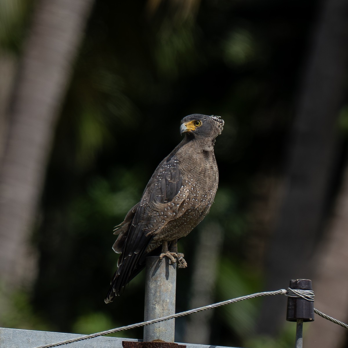 Crested Serpent-Eagle - ML645809734