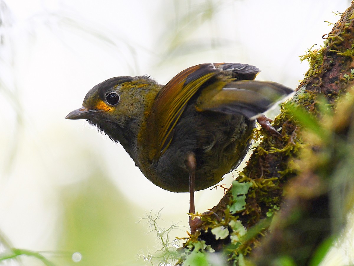 Taiwan Liocichla - ML645809736