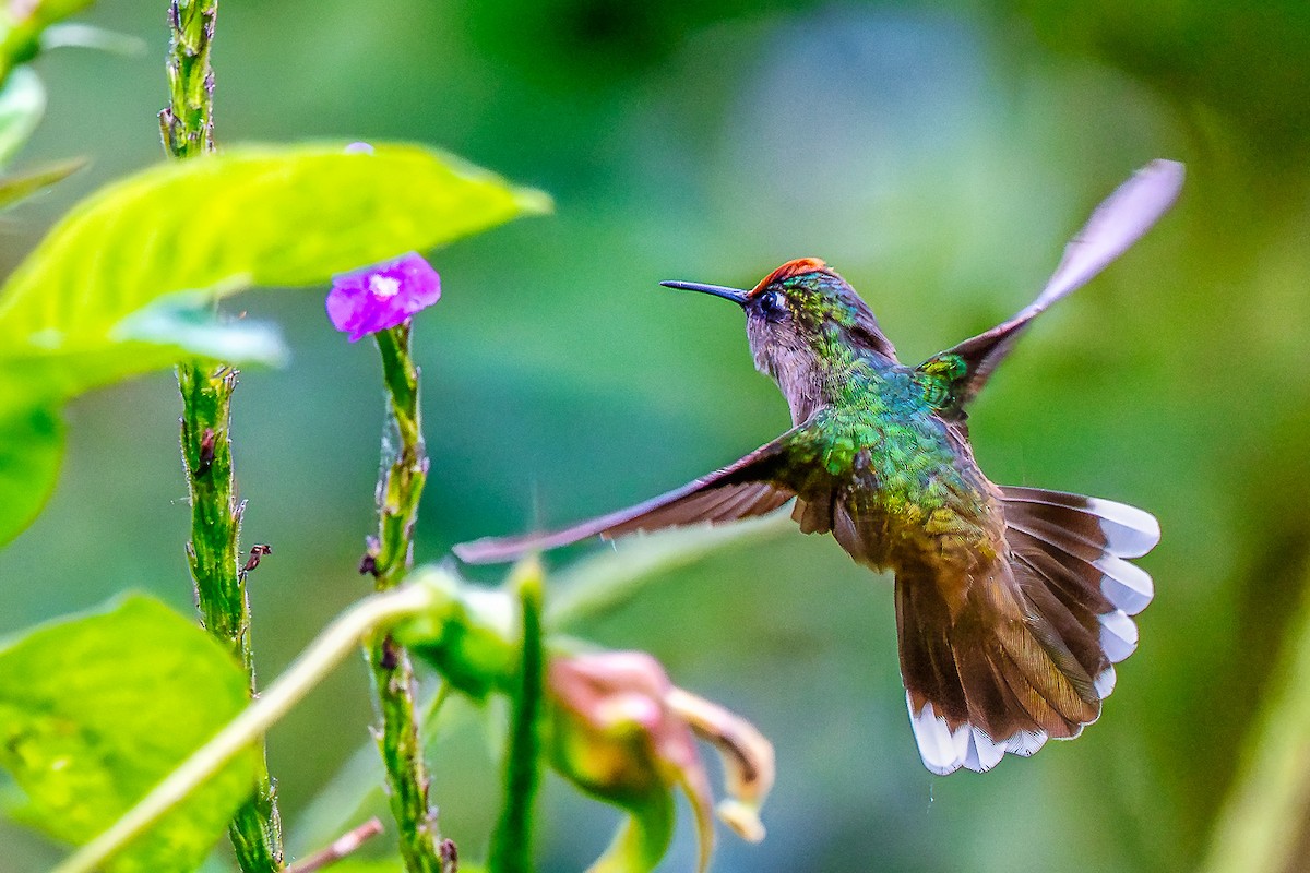 Tolima Blossomcrown - ML645809746