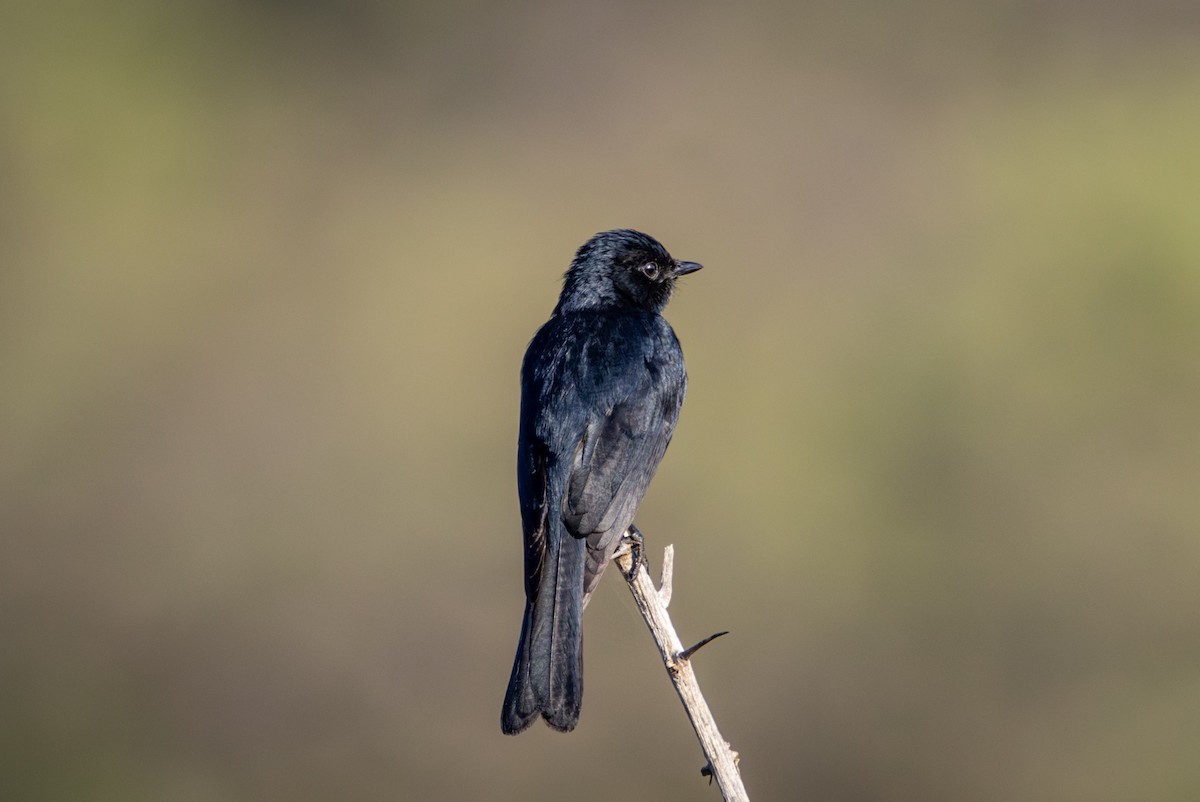 Southern Black-Flycatcher - ML645809751