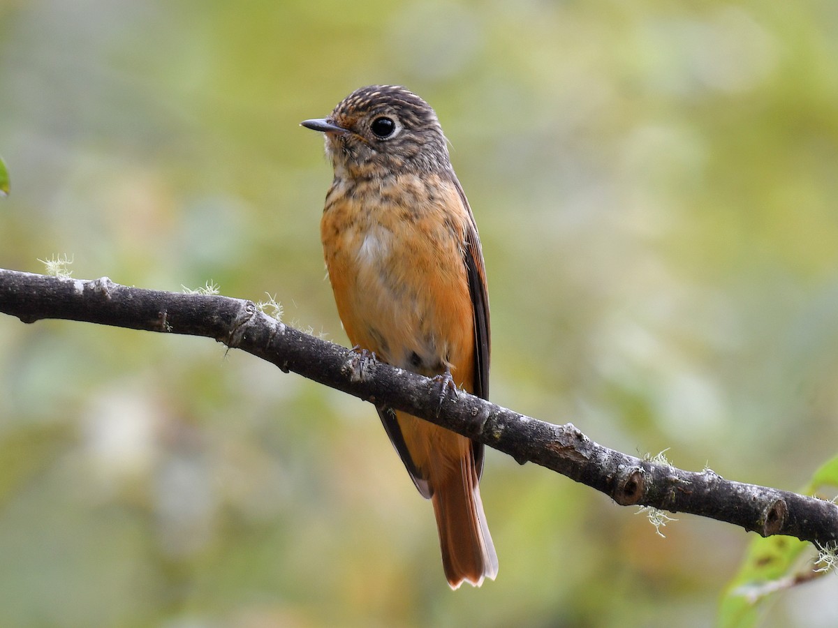 Ferruginous Flycatcher - ML645809752