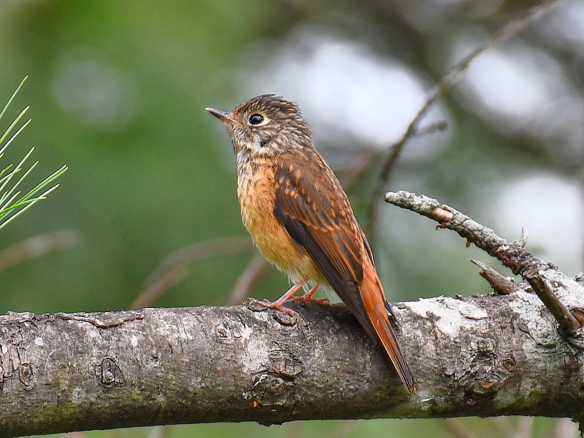 Ferruginous Flycatcher - ML645809753