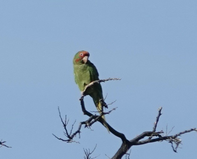 Mitred Parakeet - ML645809760