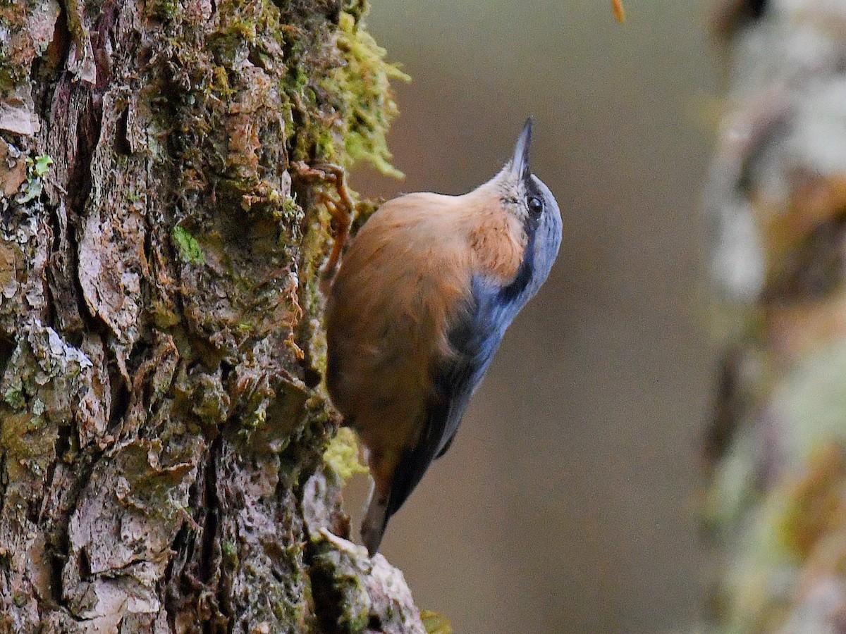 Eurasian Nuthatch - ML645809761