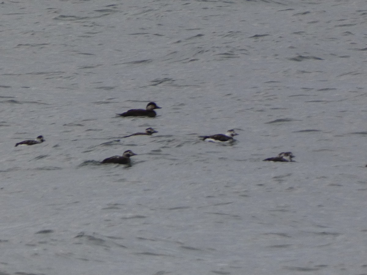 turpan žlutozobý - ML645809765