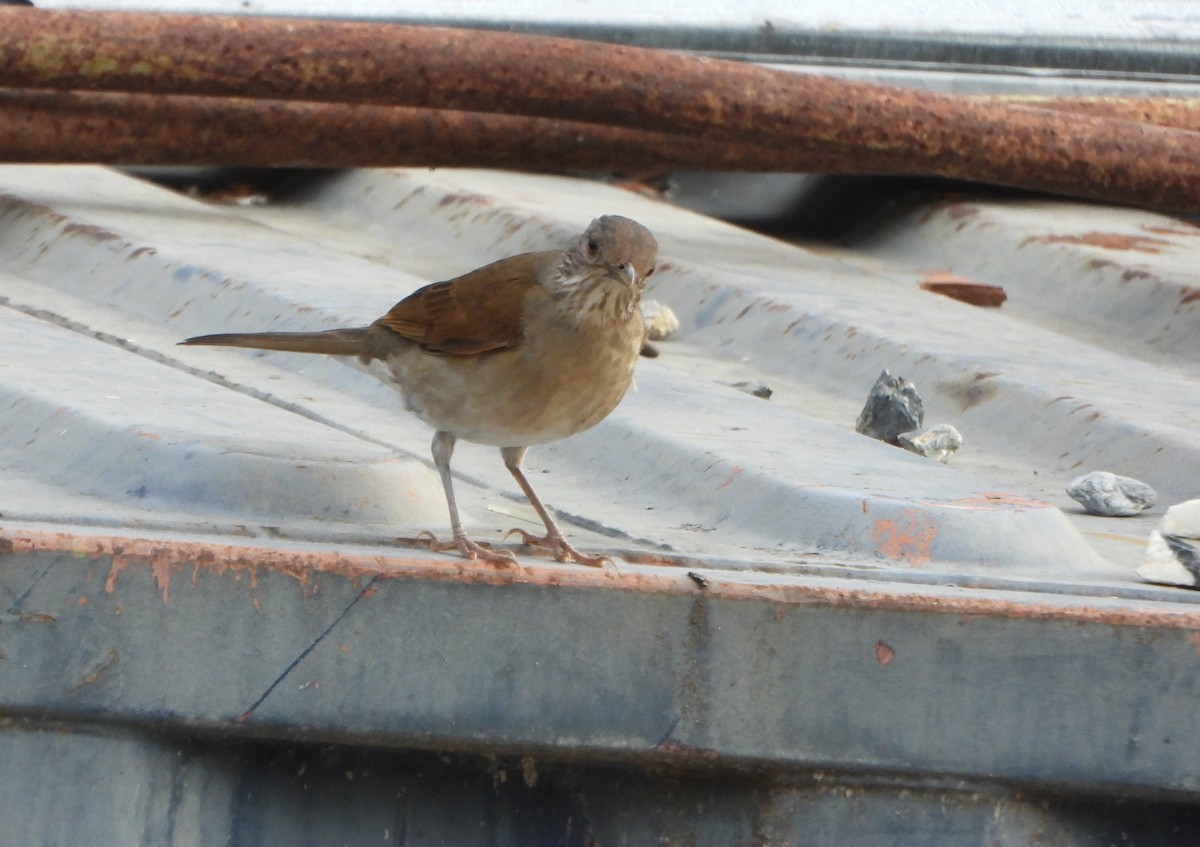 Pale-breasted Thrush - ML645809770