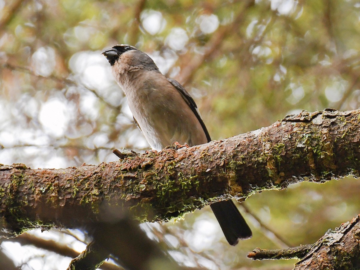 Taiwan Bullfinch - ML645809773