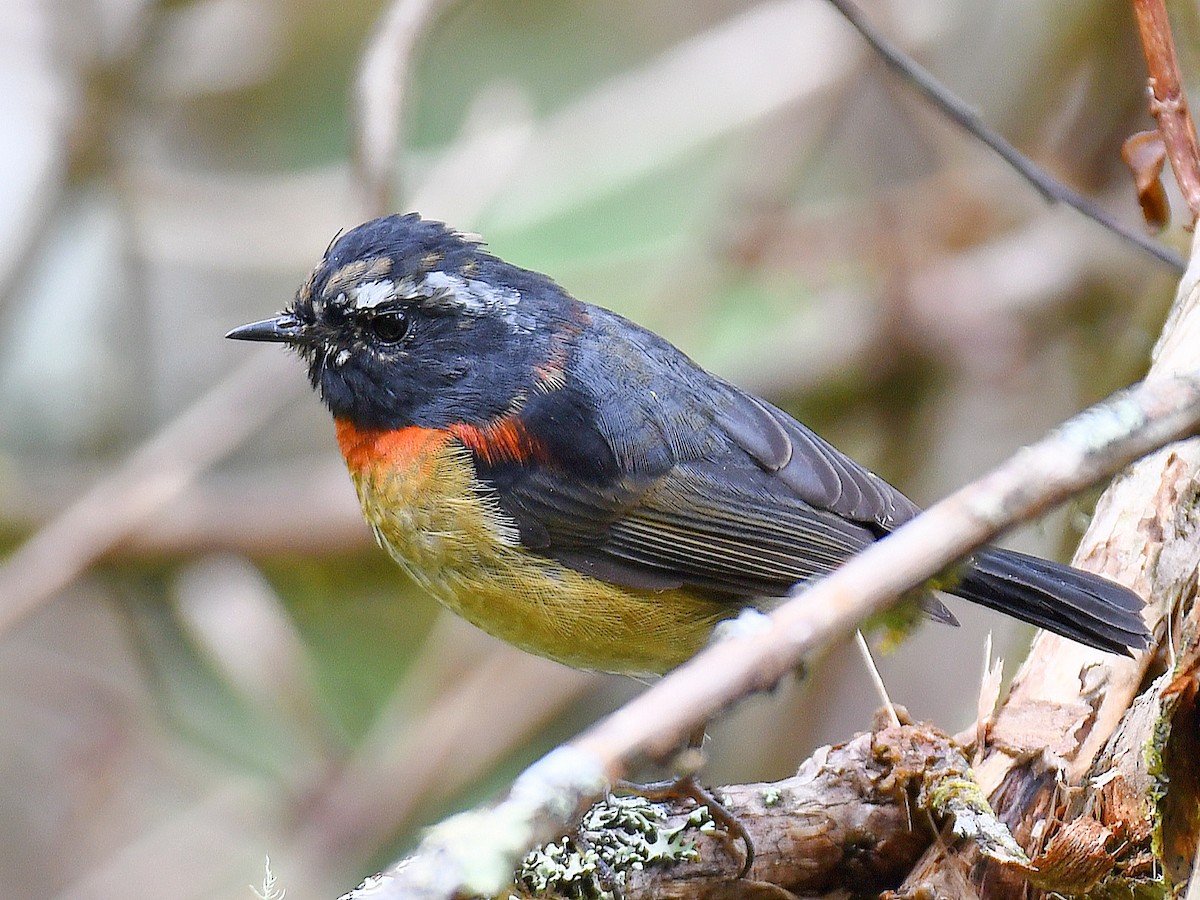 Robin de Johnstone - ML645809781