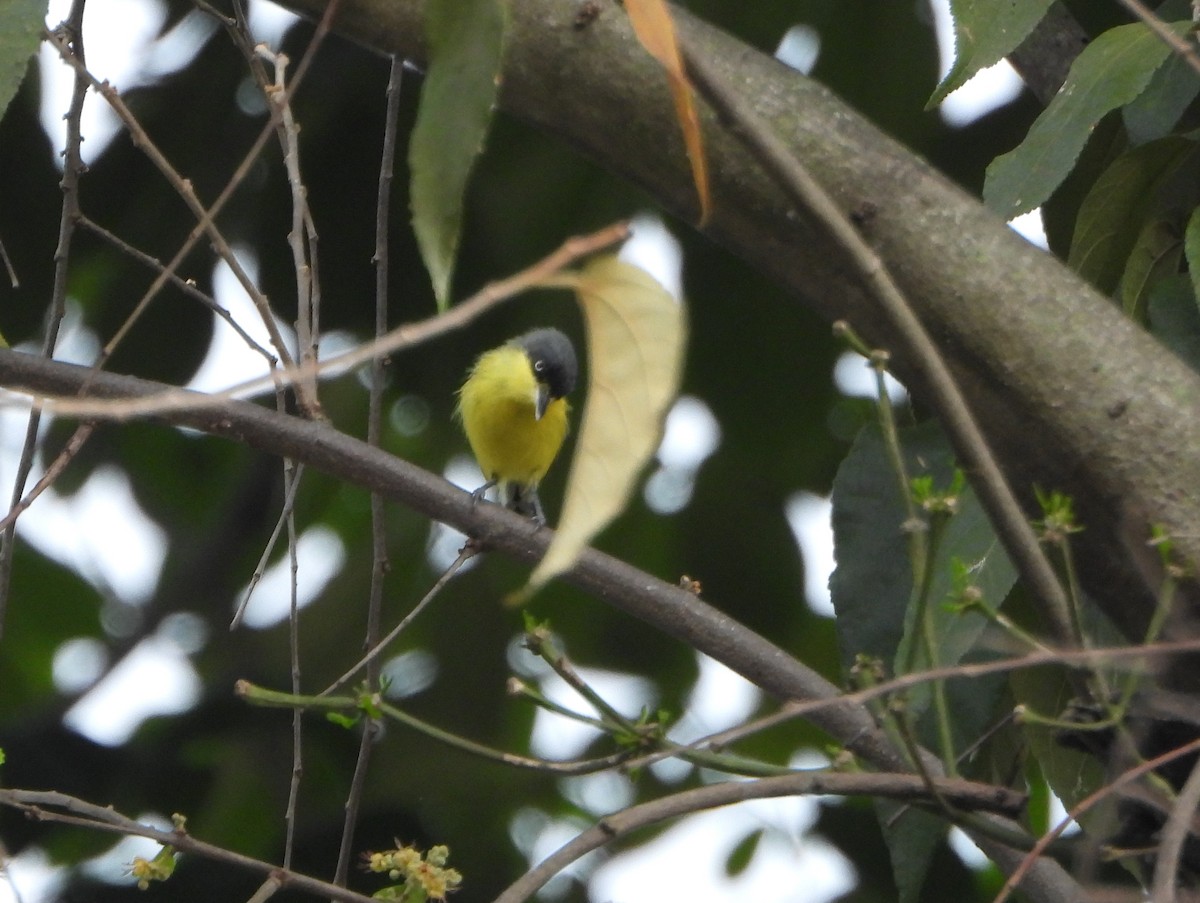 Common Tody-Flycatcher - ML645809790