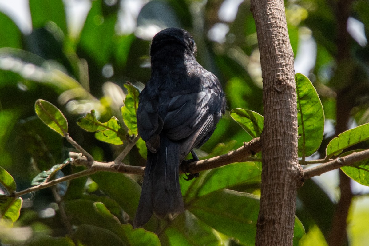 Southern Black-Flycatcher - ML645809793