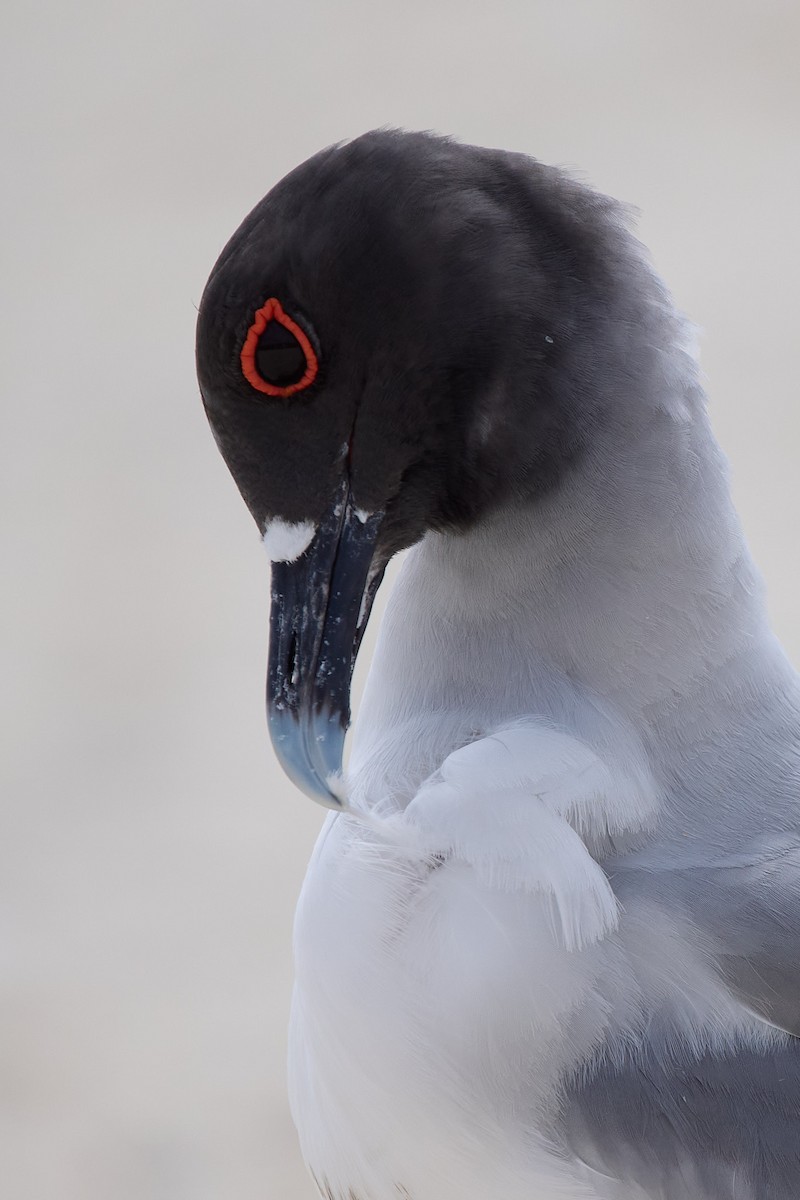 Gaviota Tijereta - ML645809795
