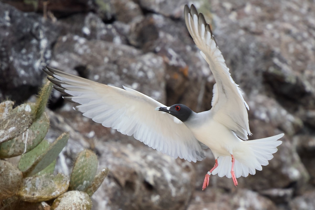 Gaviota Tijereta - ML645809797