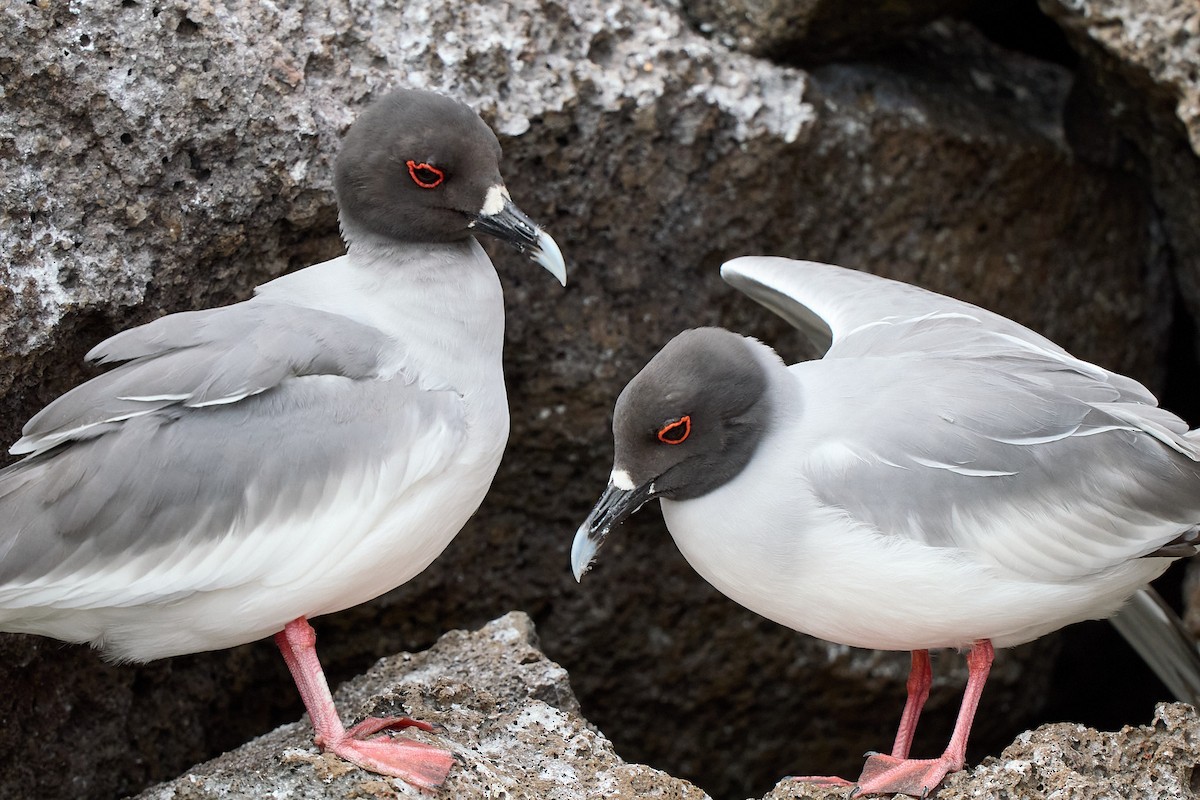 Gaviota Tijereta - ML645809799