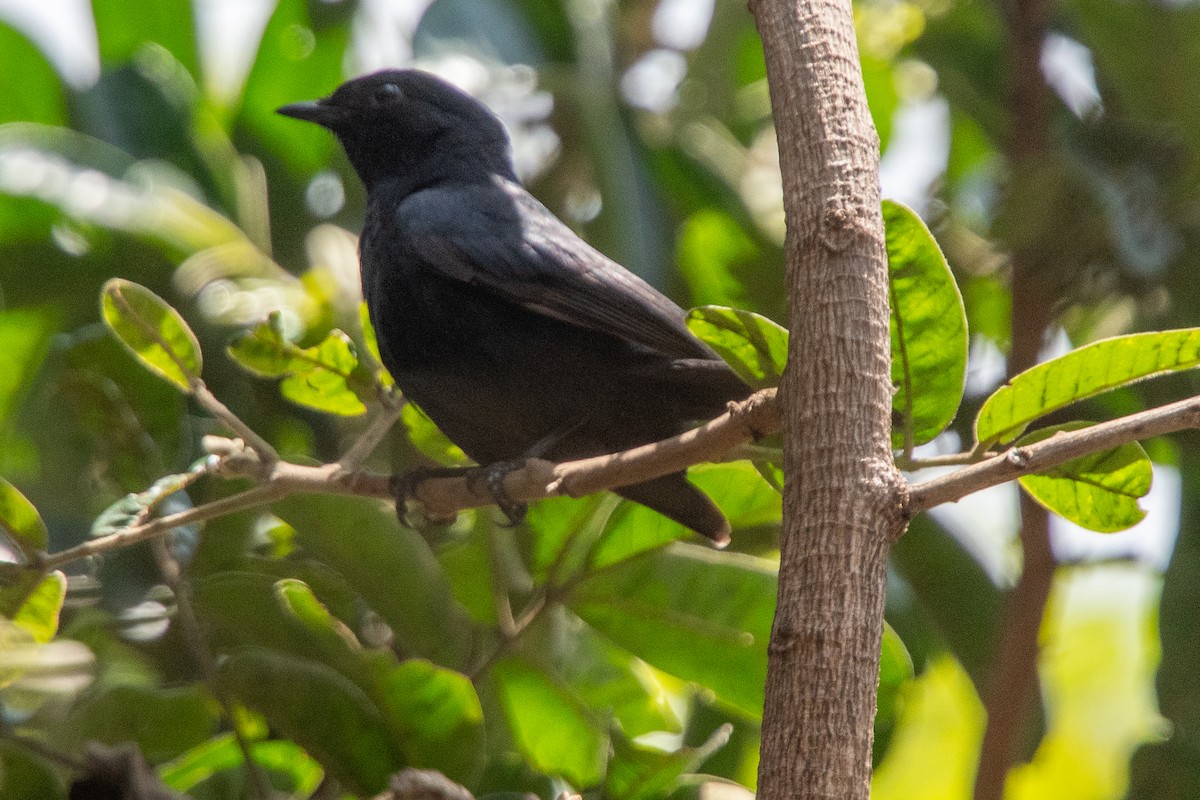 Southern Black-Flycatcher - ML645809801