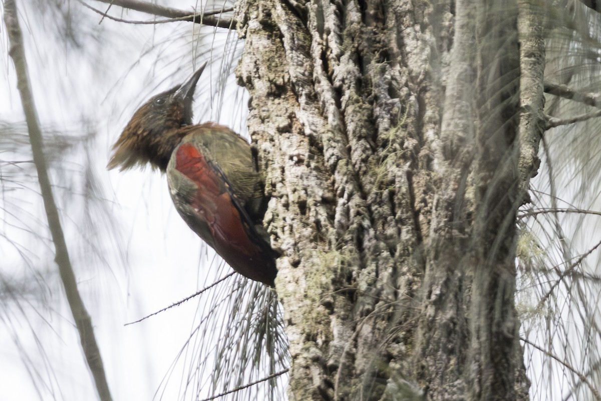 Crimson-winged Woodpecker - ML645809811