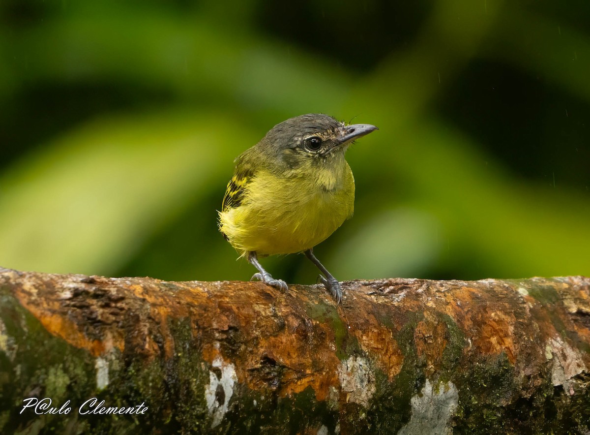 Yellow-olive Flatbill - ML645809817