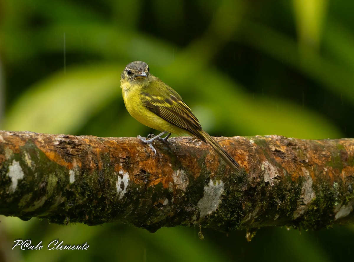 Yellow-olive Flatbill - ML645809818