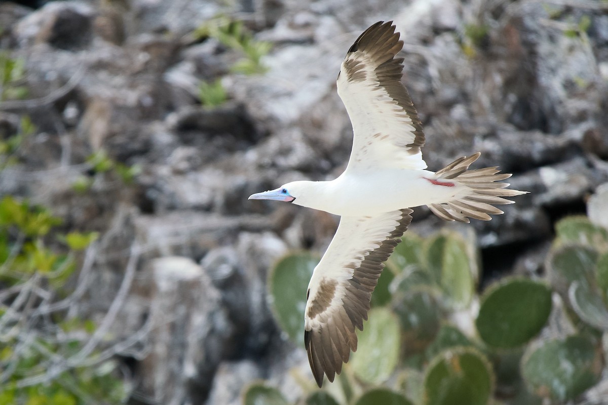 Сула червононога - ML645809830