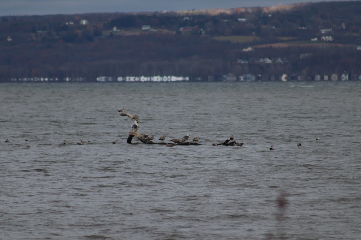 Zafferano - ML645809831