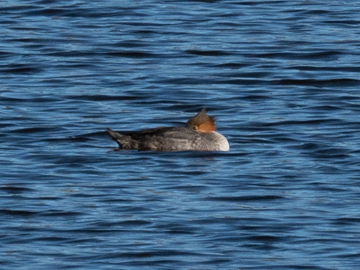 Red-breasted Merganser - ML645809832