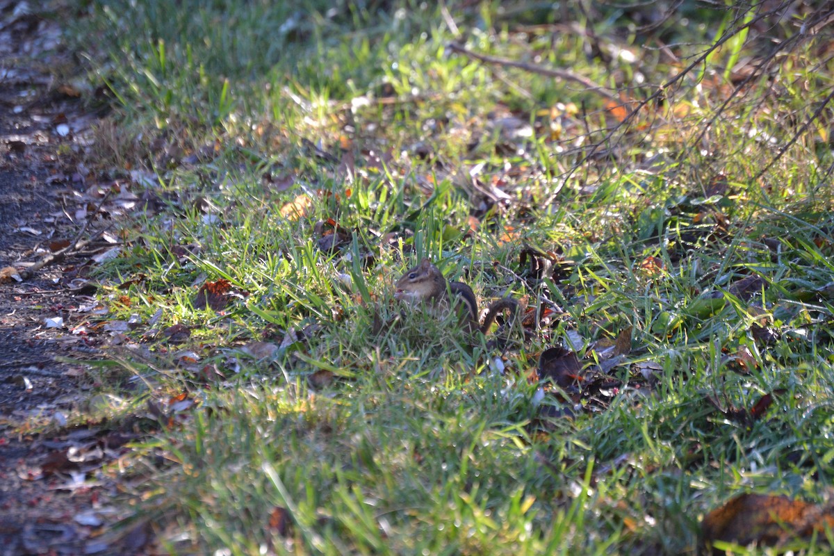 Eastern Chipmunk - ML645809837