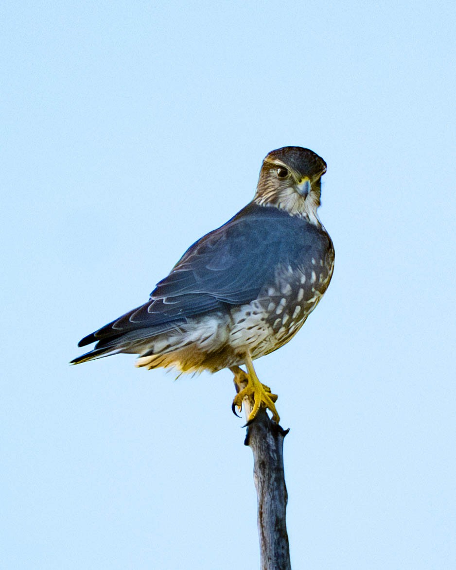 dřemlík tundrový - ML645809846