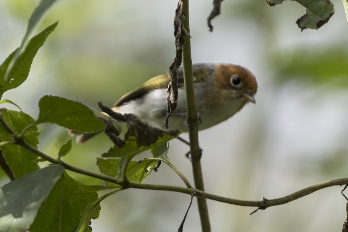 Зондская расписная пеночка - ML645809848