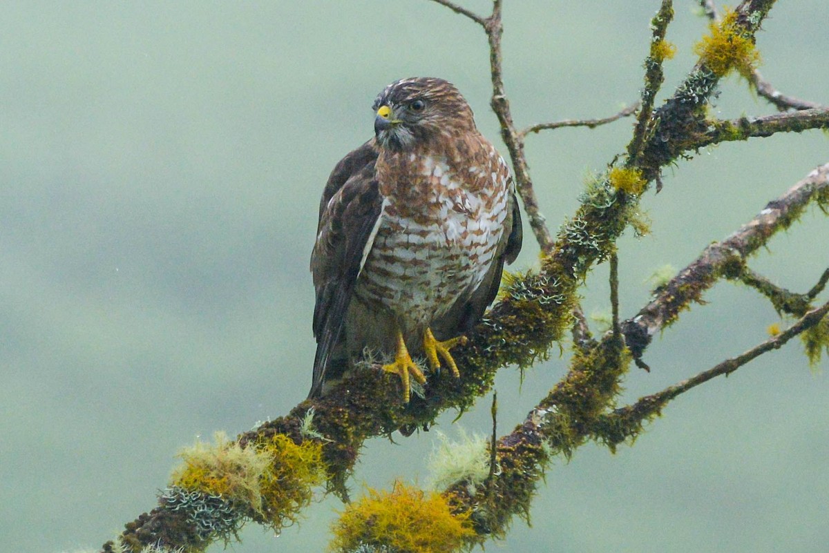 Канюк ширококрилий - ML645809852