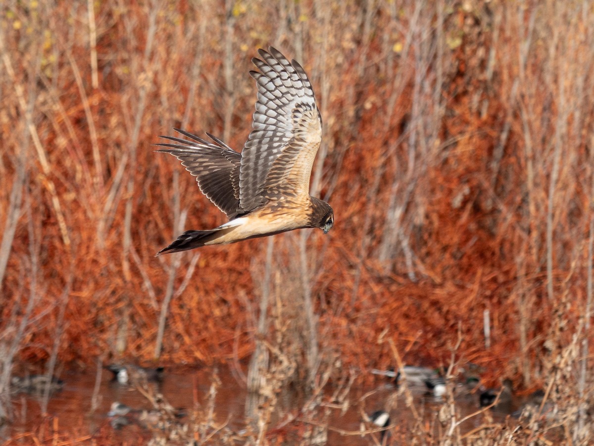 Northern Harrier - ML645809864