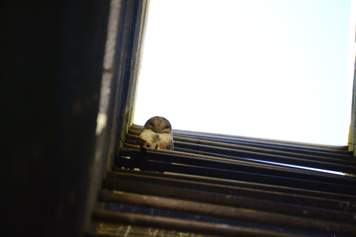 American Barn Owl - ML645809865