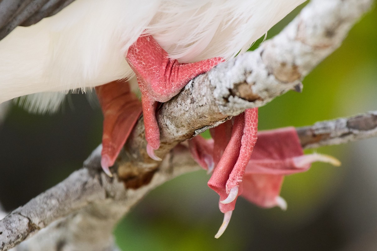 Сула червононога - ML645809867