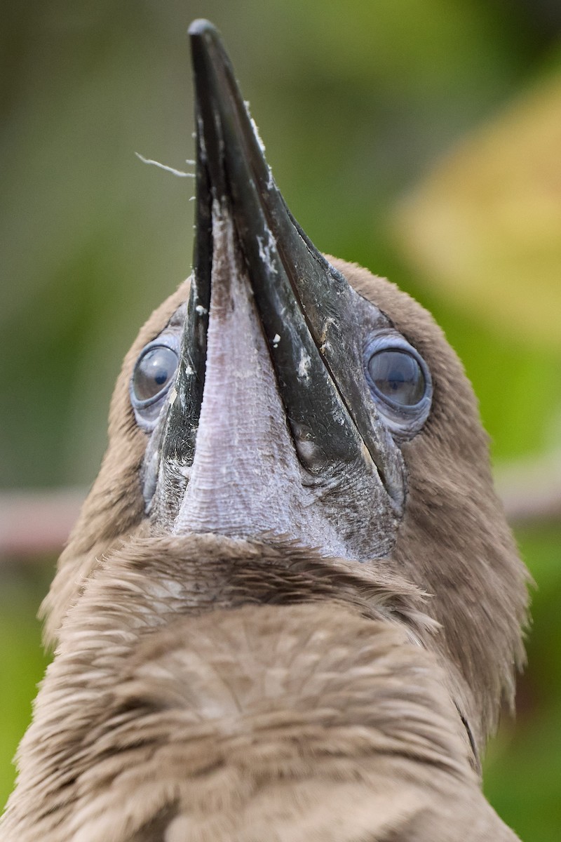 Сула червононога - ML645809868