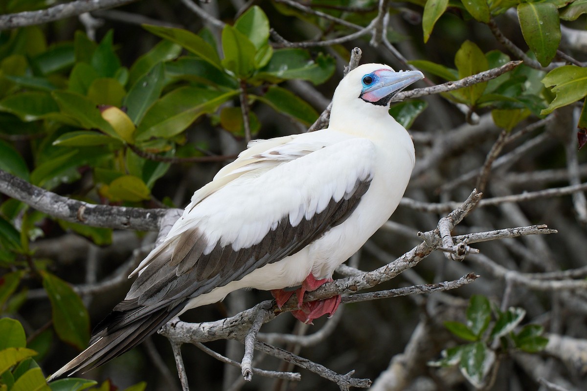 Сула червононога - ML645809869