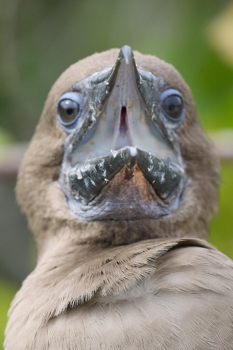 Сула червононога - ML645809870