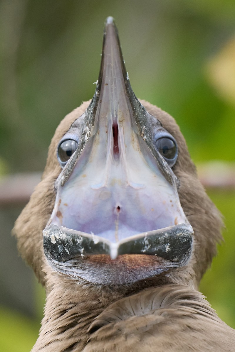 Сула червононога - ML645809871