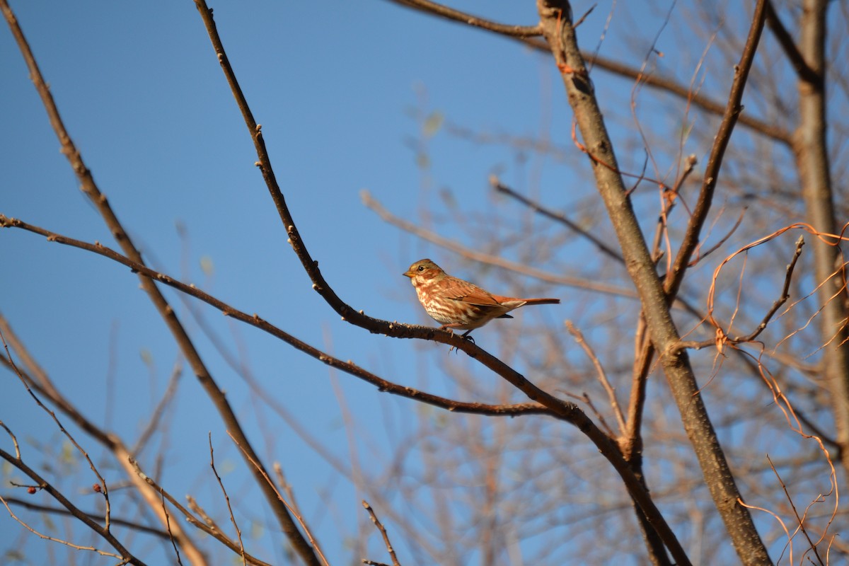 Fox Sparrow - ML645809874