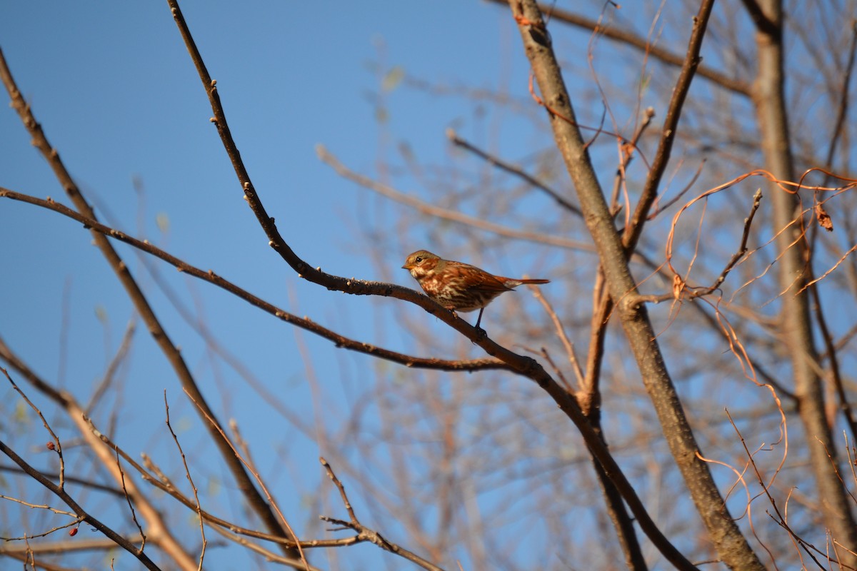Fox Sparrow - ML645809875