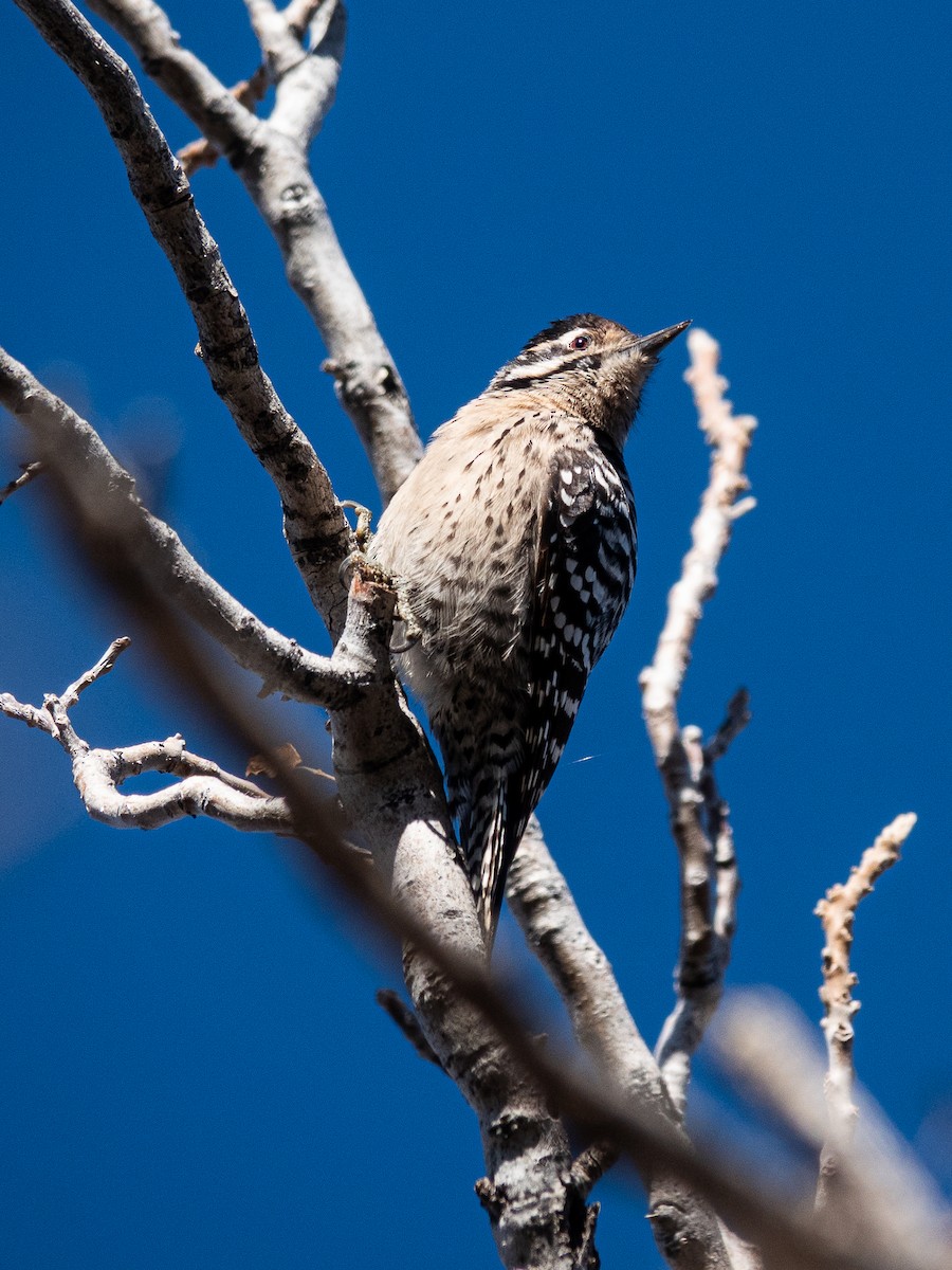 Ladder-backed Woodpecker - ML645809891