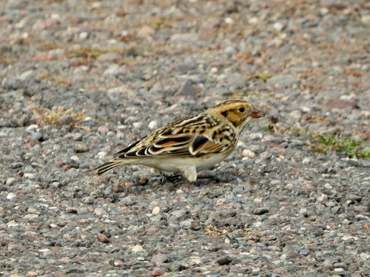 Lapland Longspur - ML645809903