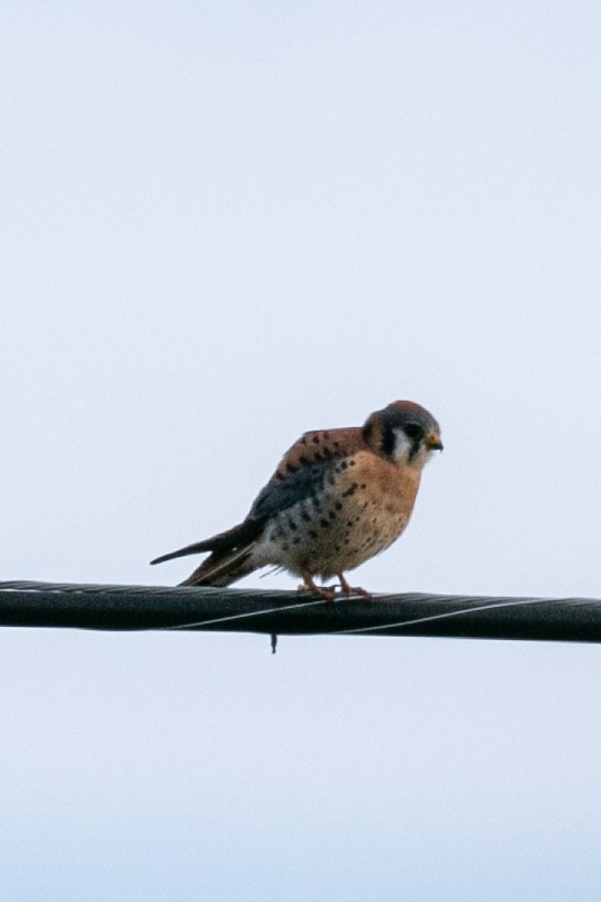 American Kestrel - ML645809918