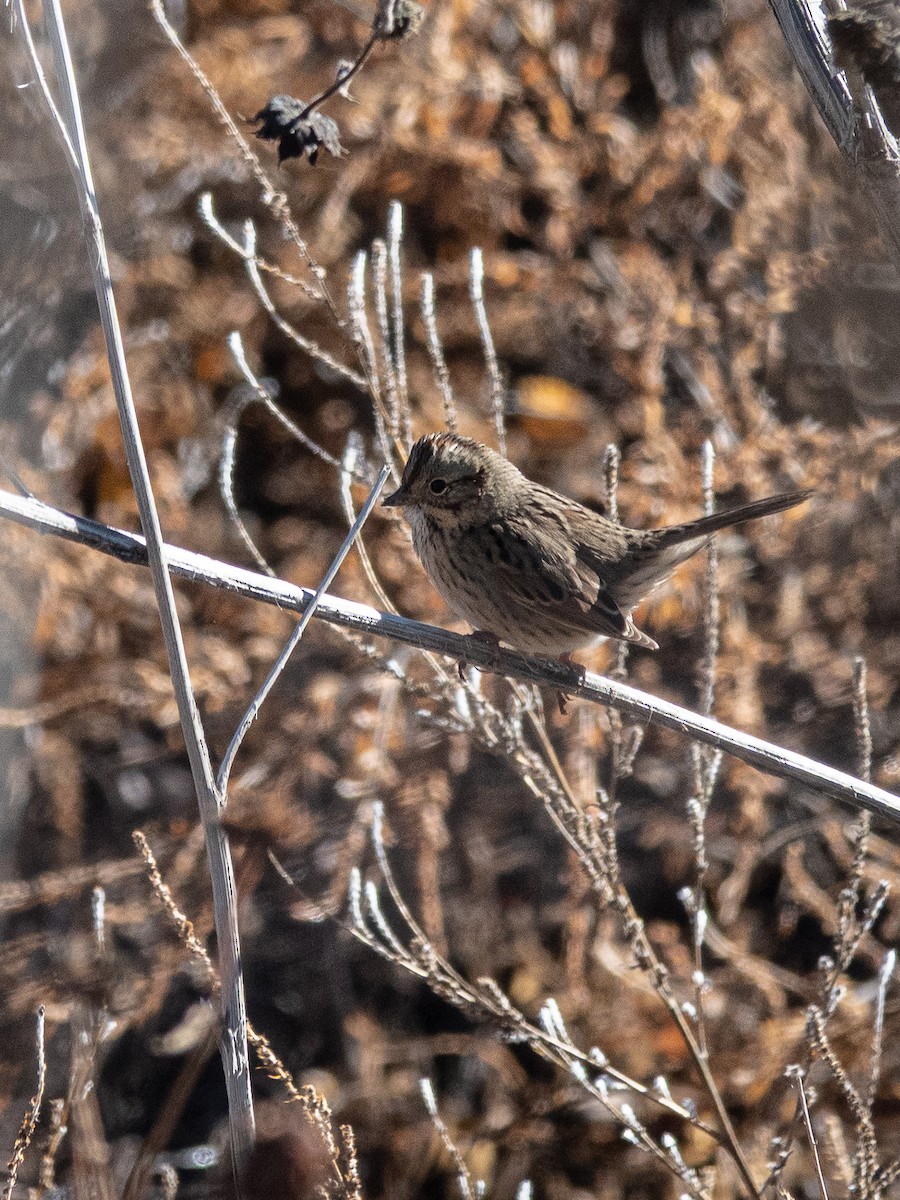 strnadec pruhohlavý - ML645809926