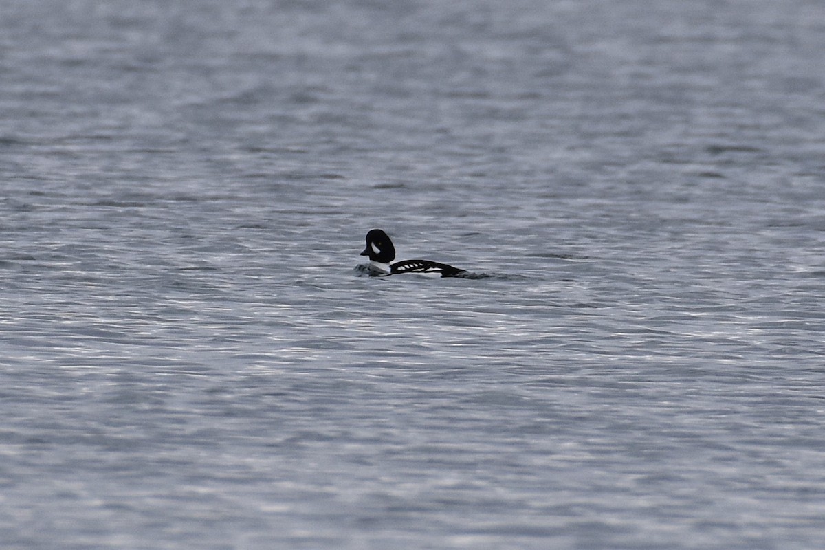 Barrow's Goldeneye - ML645809927
